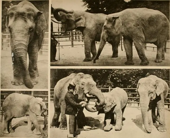 zoologicos