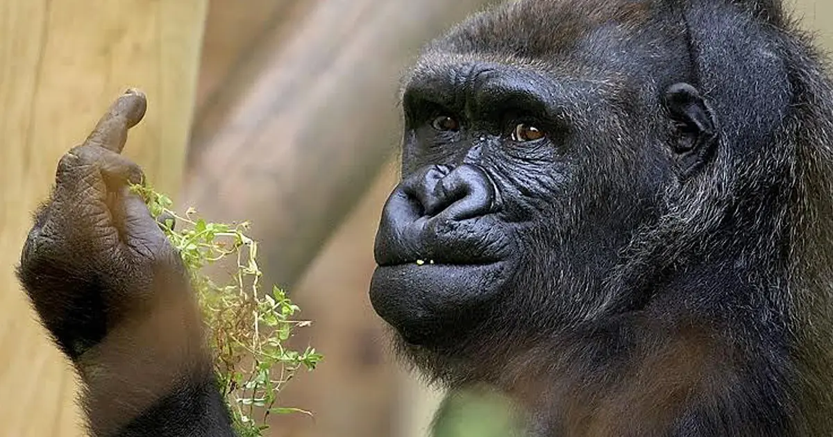 Vos votaste enojado 2015