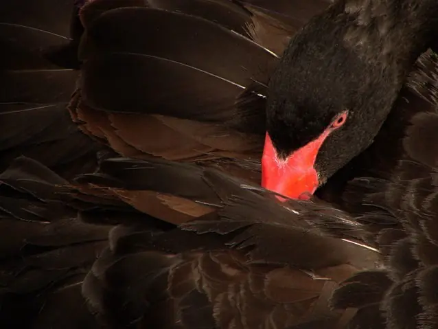 Teoría del Cisne Negro