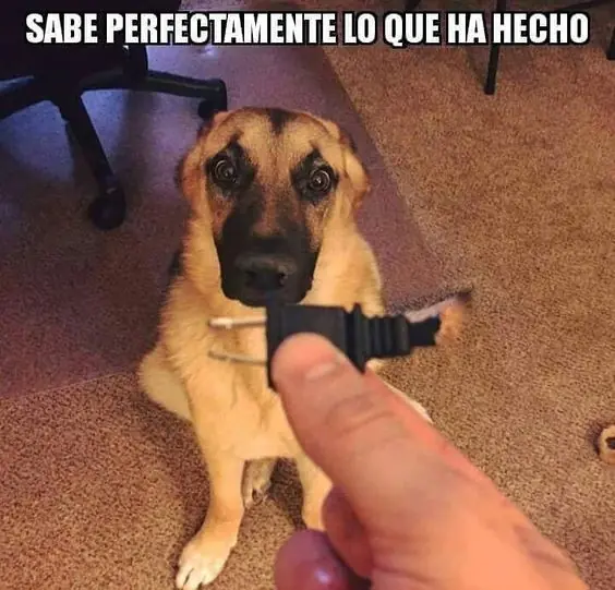 memes