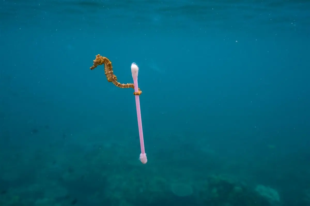 acaban en el oceano