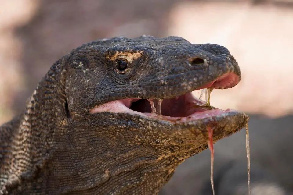 Wild Indonesia: Tierra de Dragones