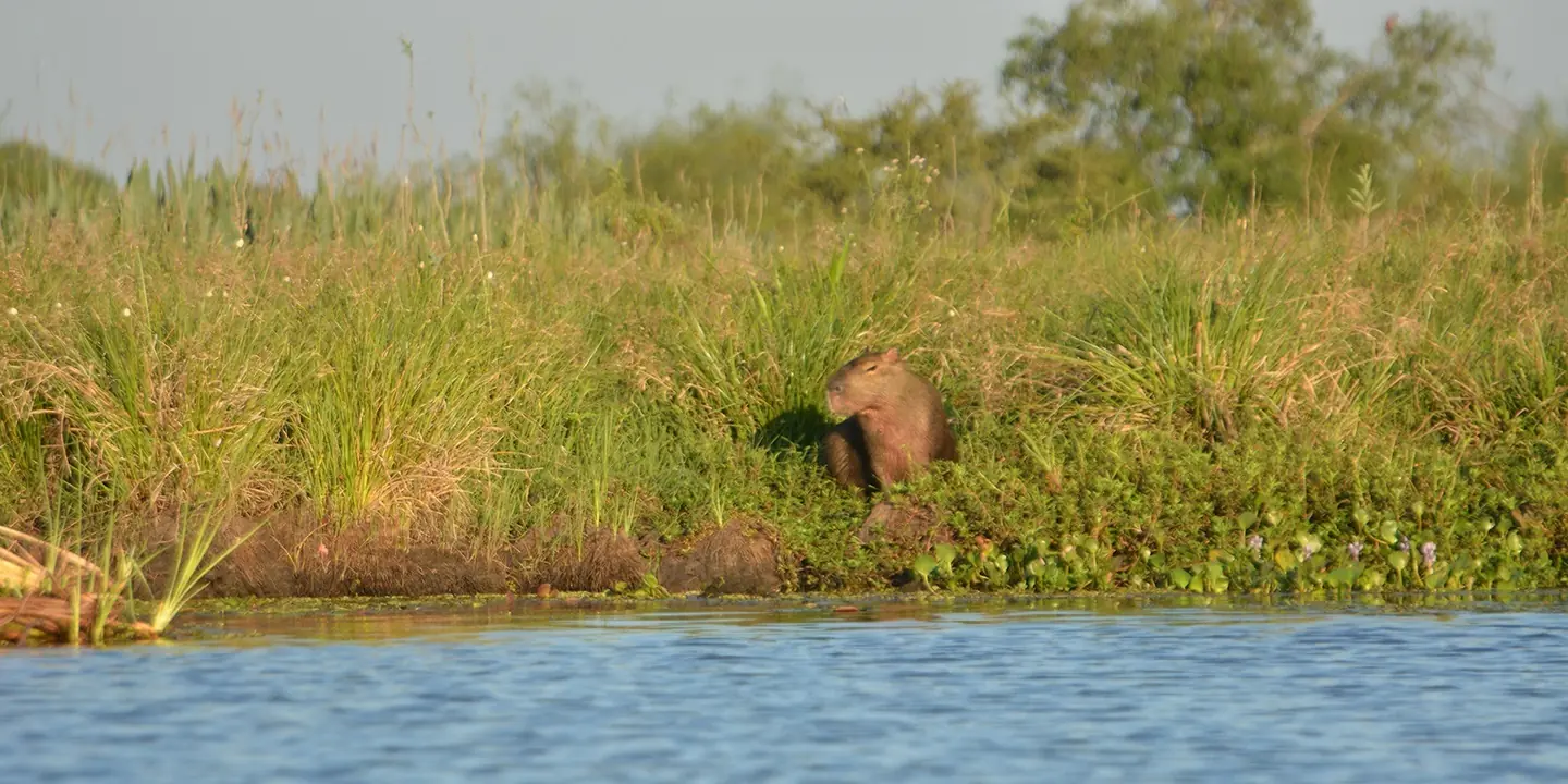 pantanal