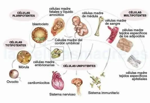 feto