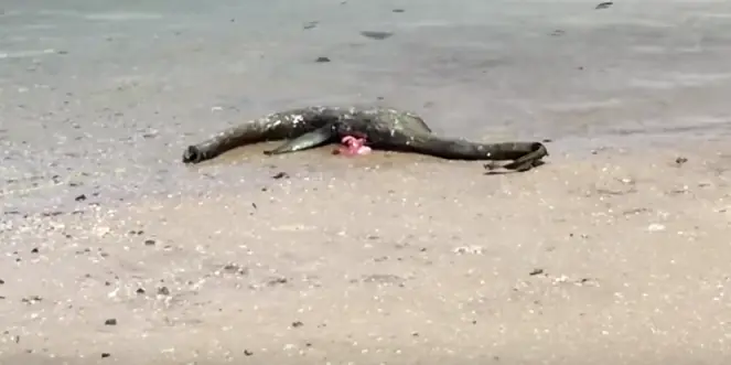 Encuentran extraña criatura muerta en una playa de Georgia