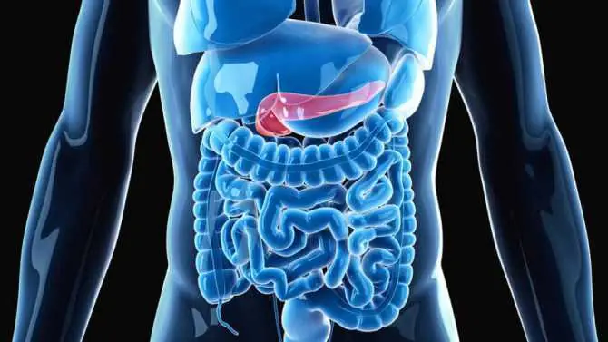 calorias