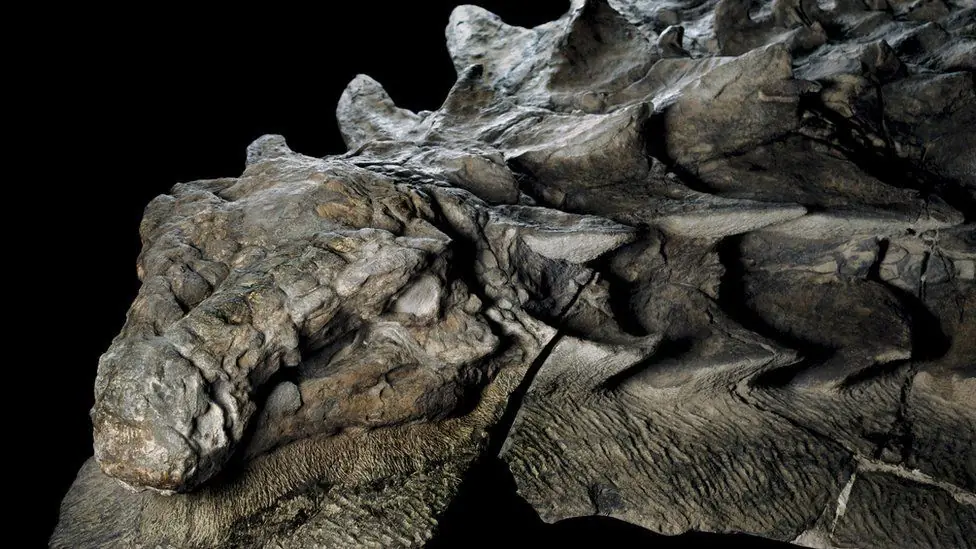 Hallan fósil de dinosaurio casi intacto. Pasa y velo fiera.