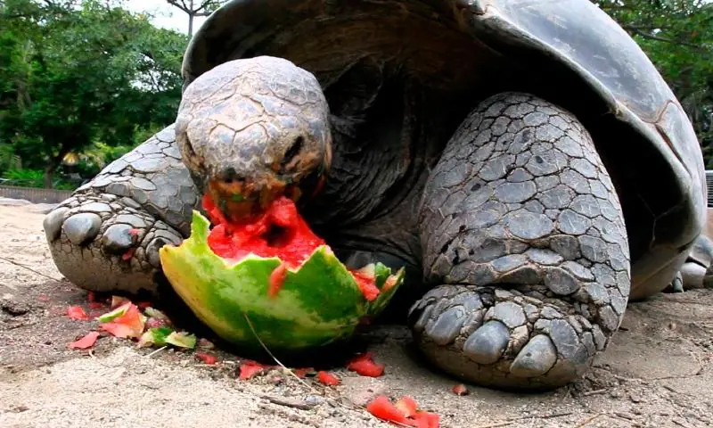 Los animales más longevos del mundo