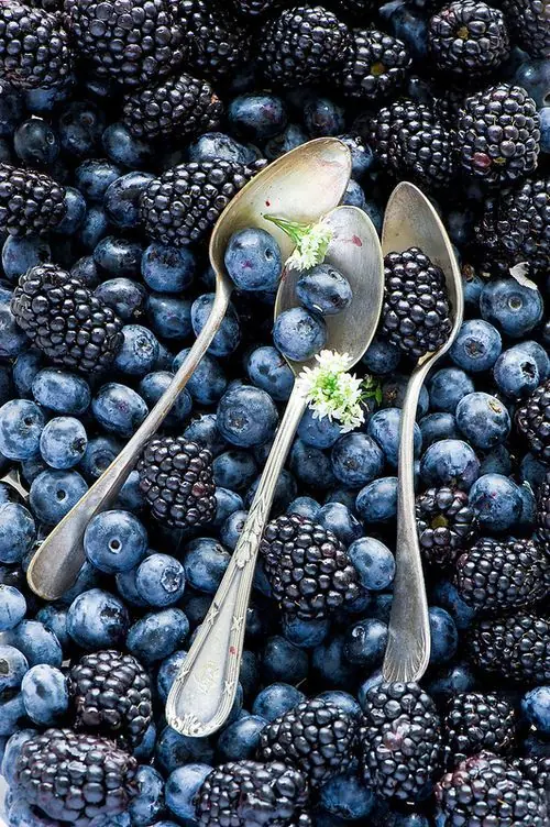 alimentos