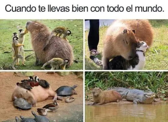 mejores