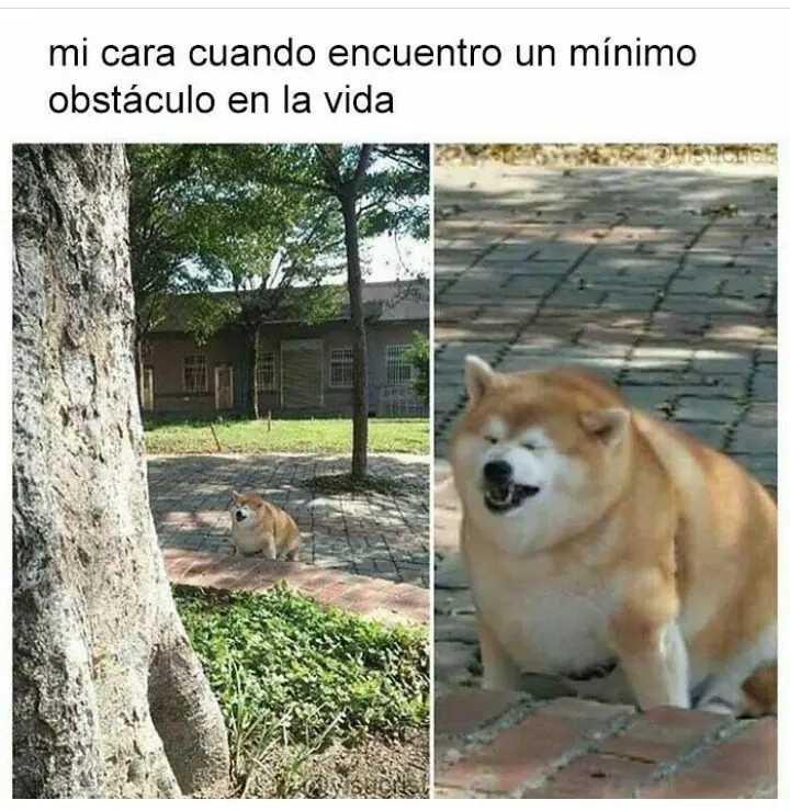 Humor