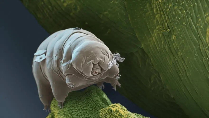 tardigrados
