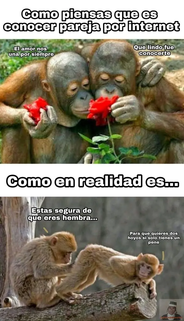 memes
