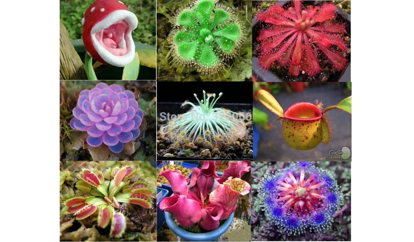 Un jardín un tanto...Exotico