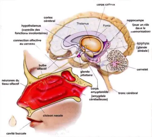 cerebro