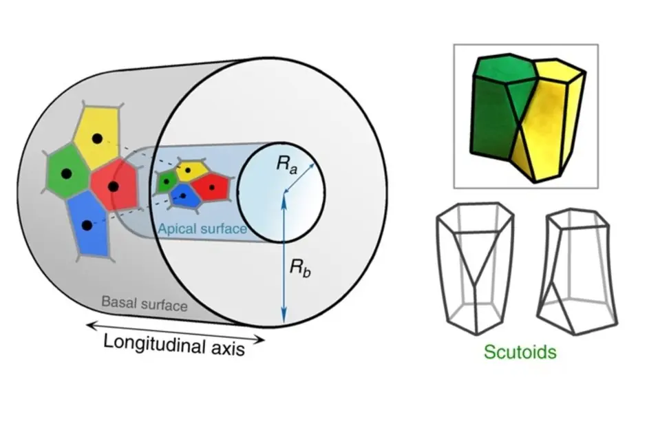El escutoide: la nueva forma geométrica de las celulas