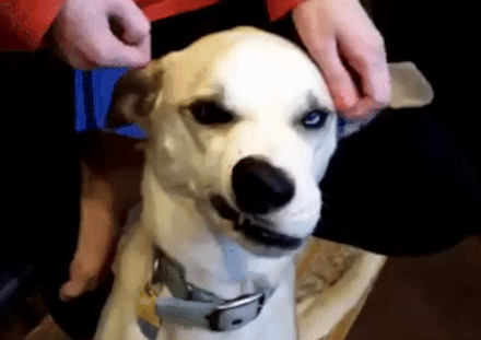 Jueves de gif perrunos, pasa lince!