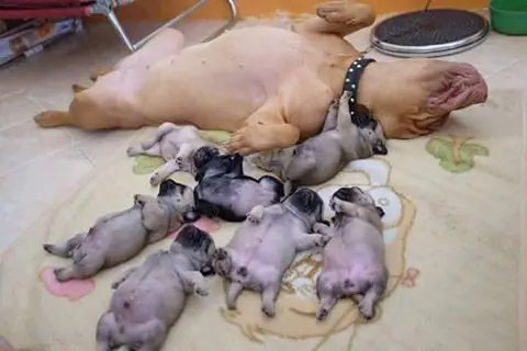 perros