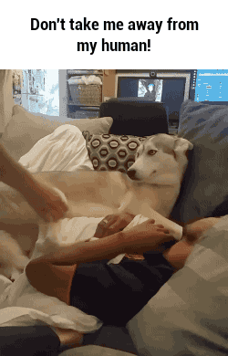 Jueves de gif perrunos, pasa lince!