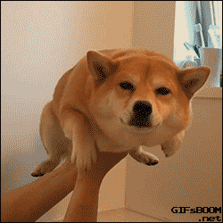 Jueves de gif perrunos, pasa lince!