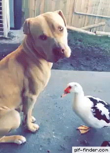perros