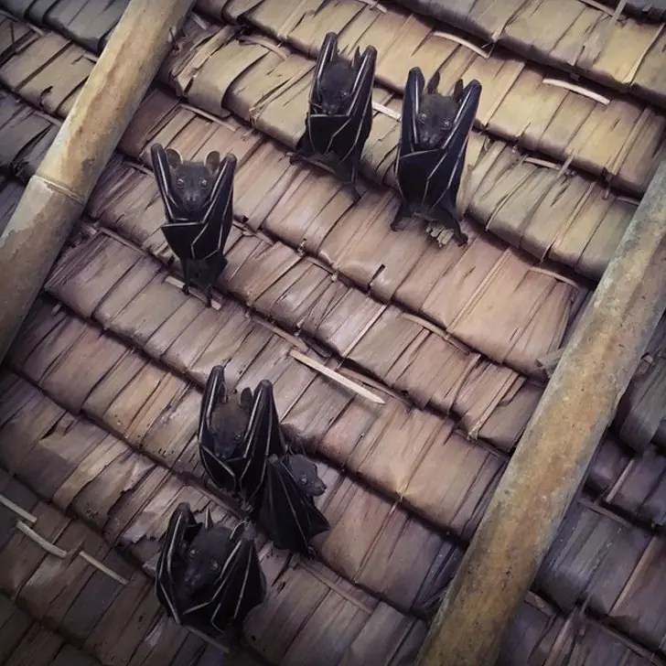 salados