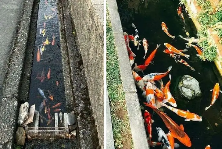 17 Hechos increíbles de Japón qe nos demuestran lo diferente
