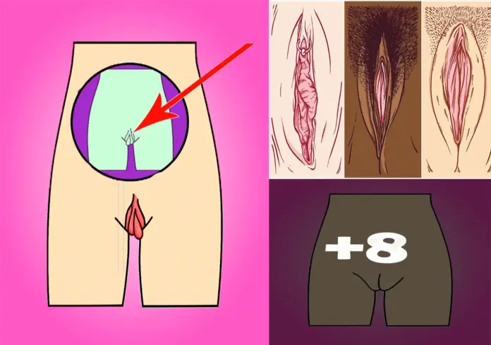 Los 5 Tipo de vagina que existen hoy