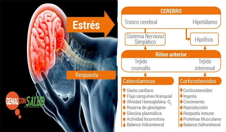 Estres