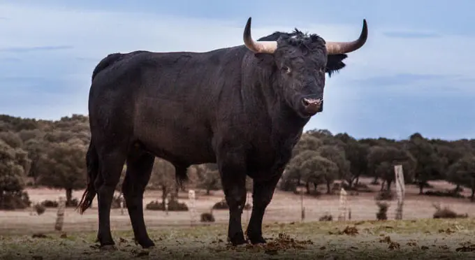 VACAS