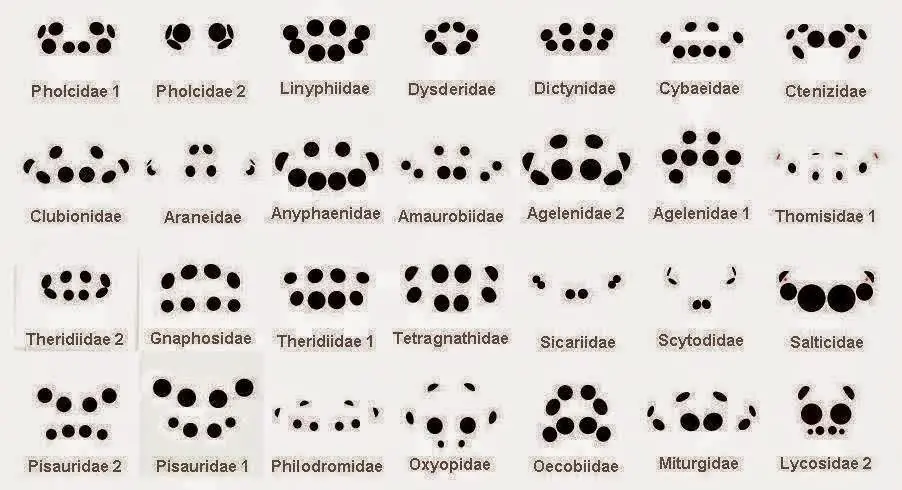 curiosidades
