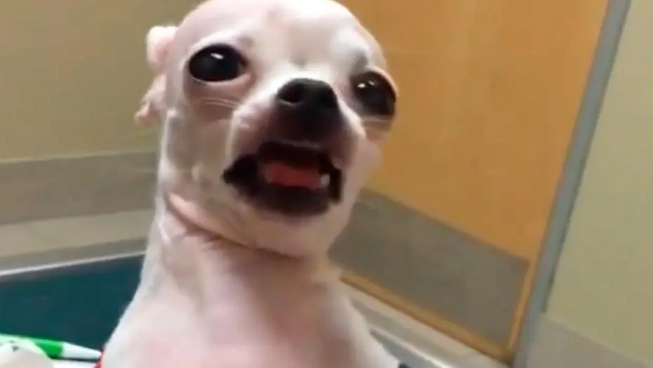 Viral: perra Rita comió marihuana y filmó lo que le ocurrió