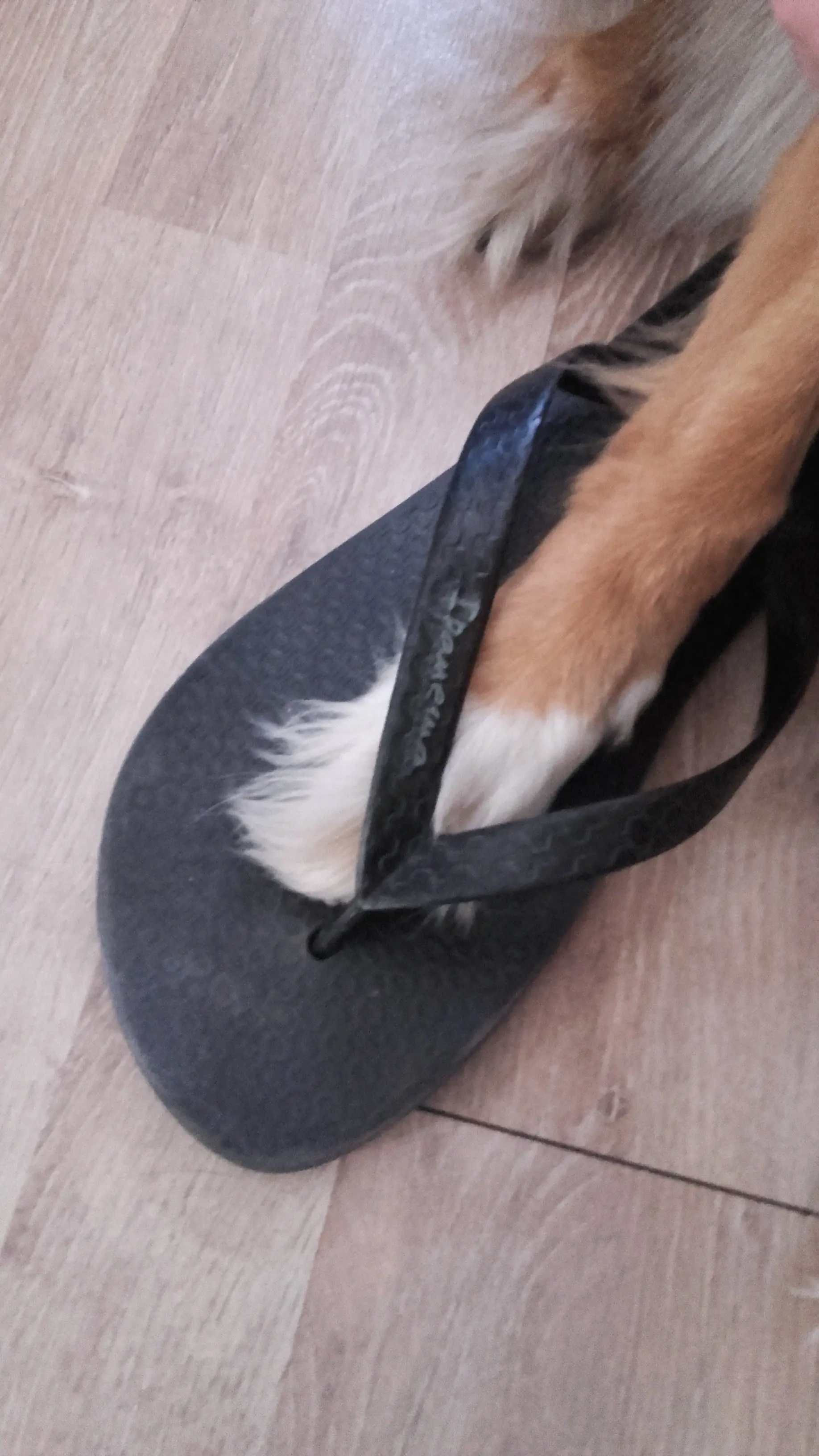 Se te rompieron las ojotas y no tenes un sope?