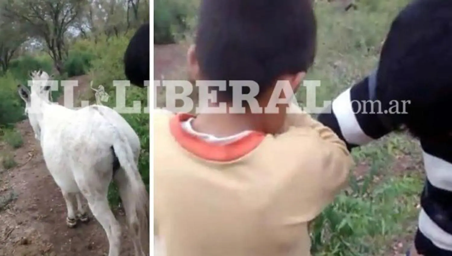 Niños santiagueños se empoman burro