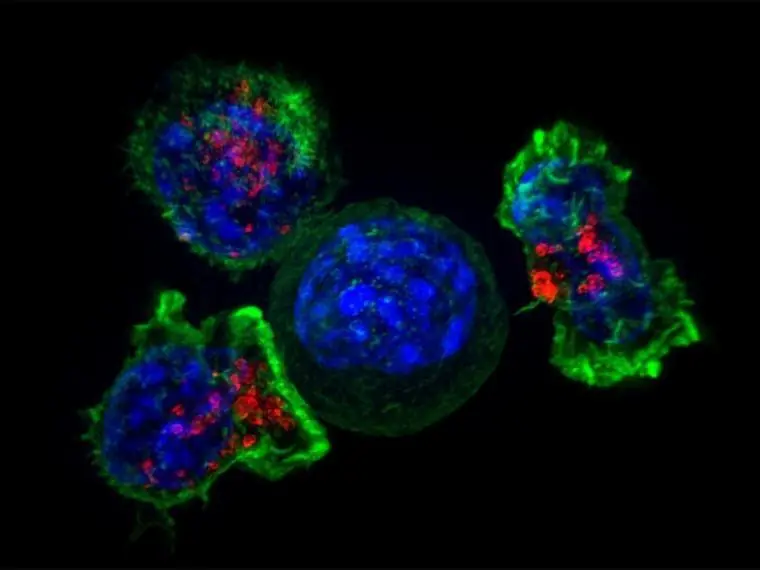 Un fármaco que paraliza el cáncer de forma permanente