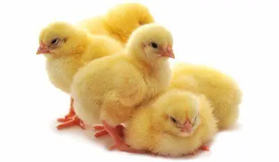 pollos