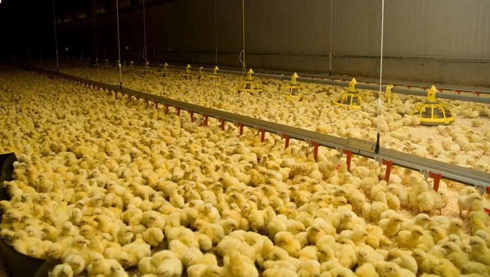 cruza de aves con humanos
