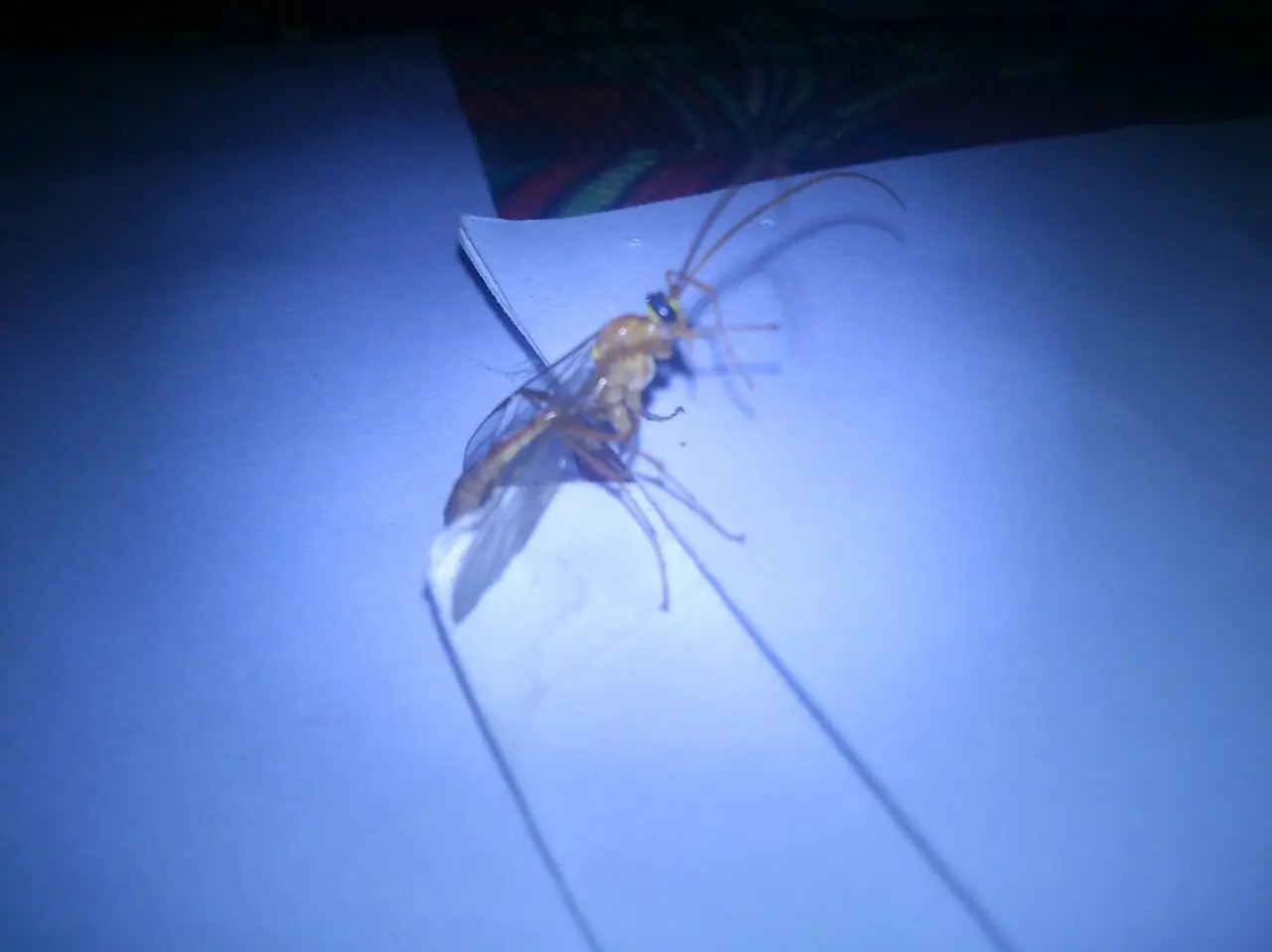 bichos