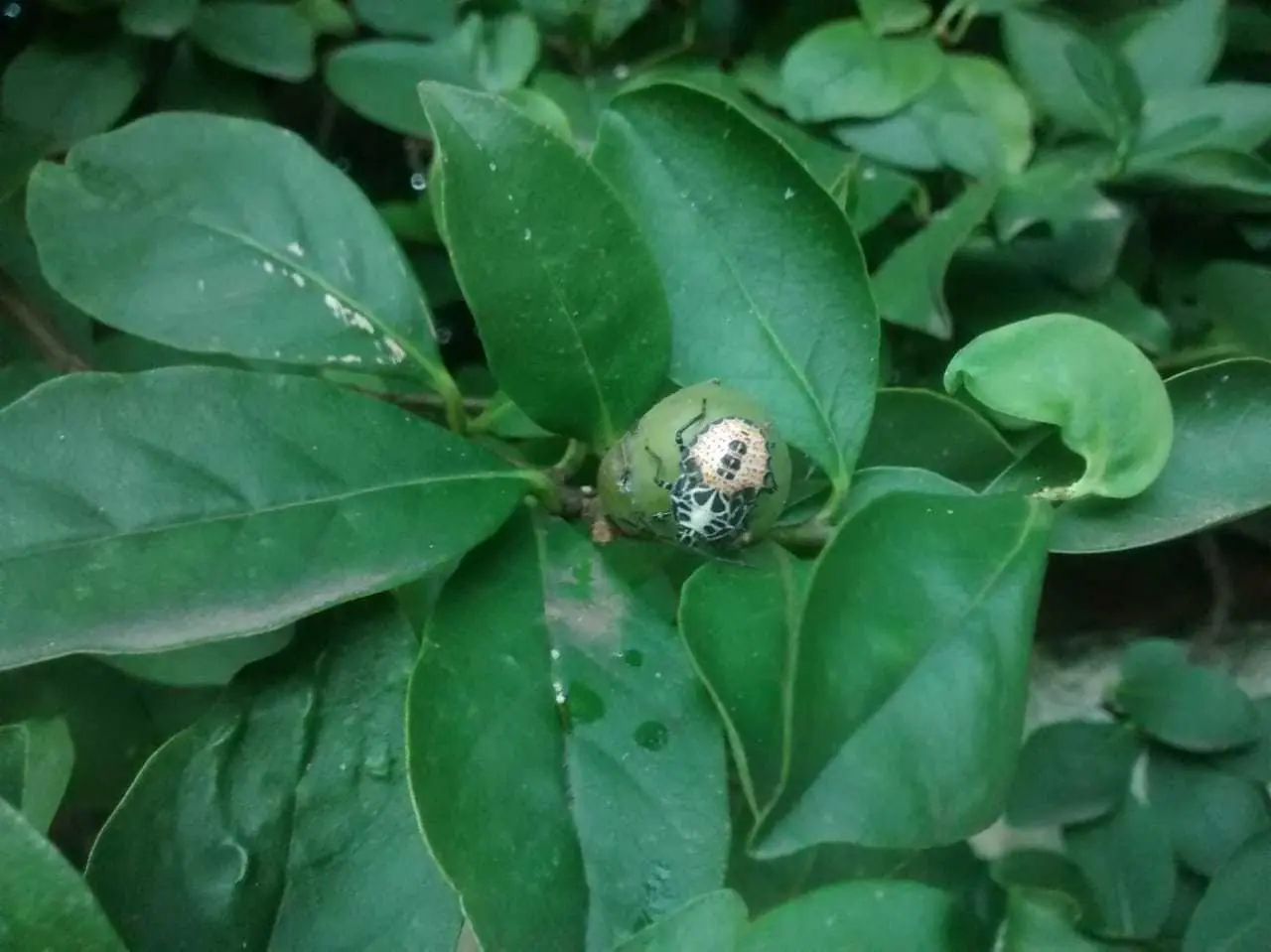 escarabajo
