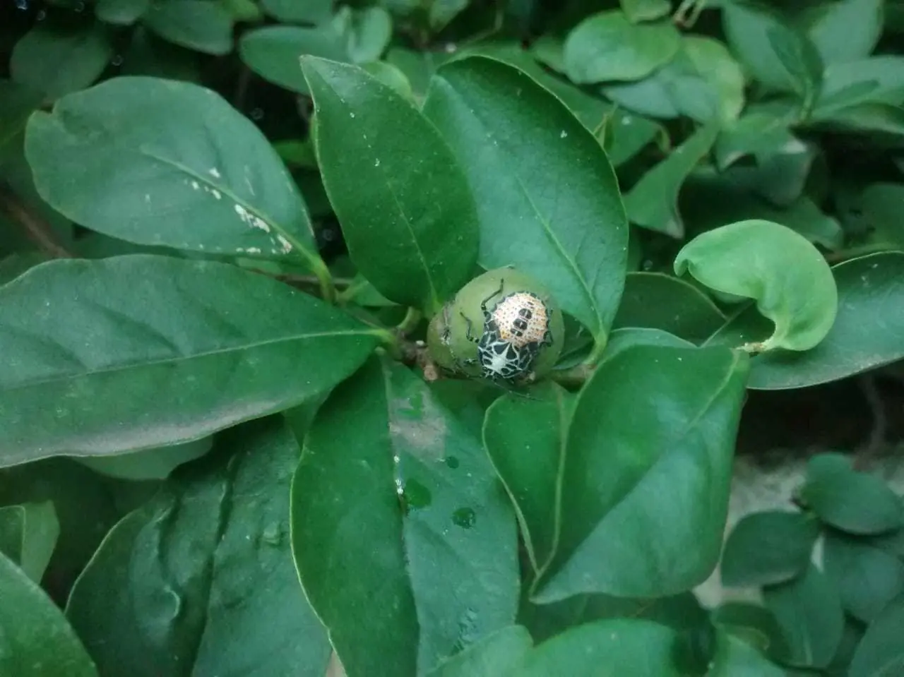 Encontré dos bichos y te los muestro