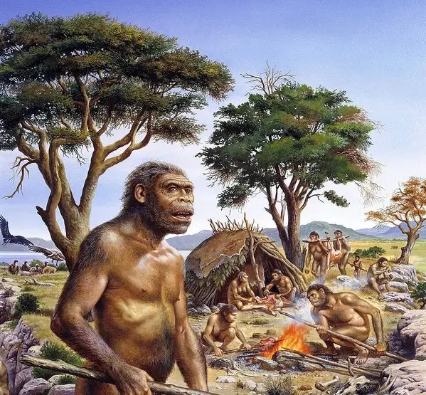 Homo erectus
