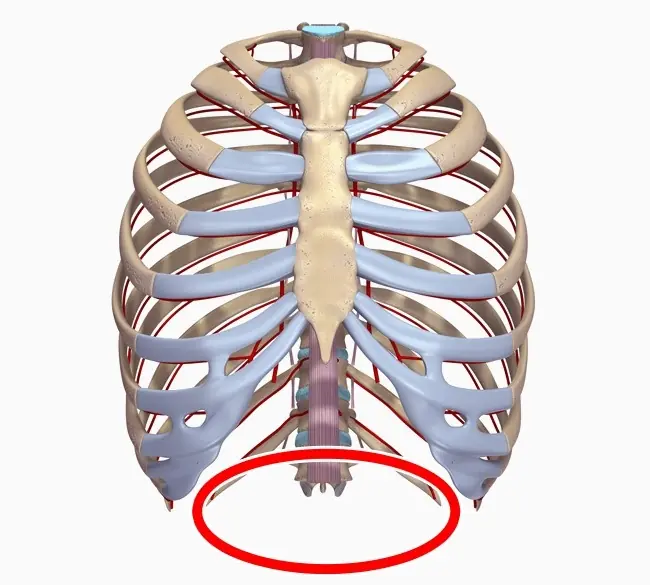 15 Partes del cuerpo humano que desaparecerán en un futuro. 15 Partes del cuerpo humano que desaparecerán en un futuro.