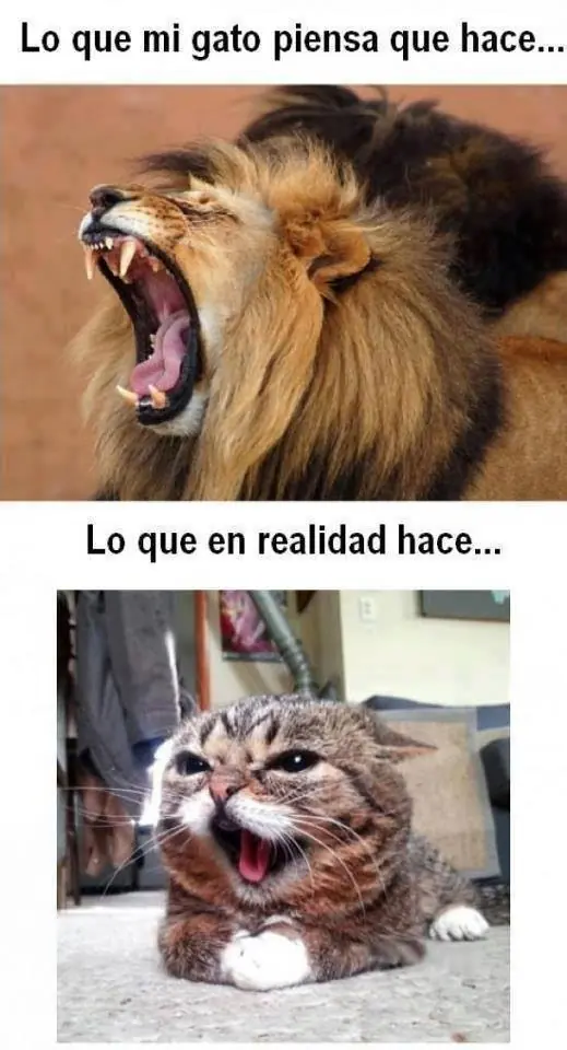 imagenes