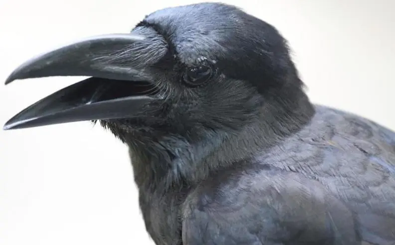 aves