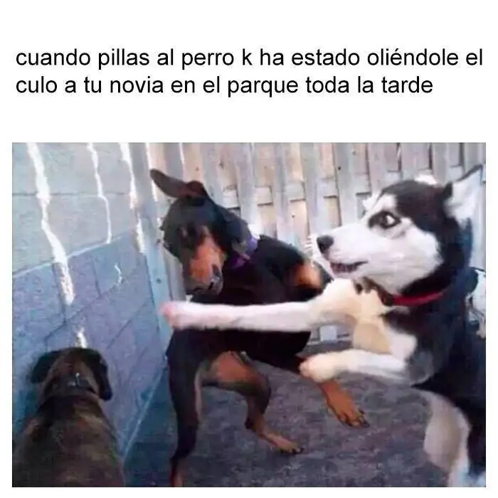 memes