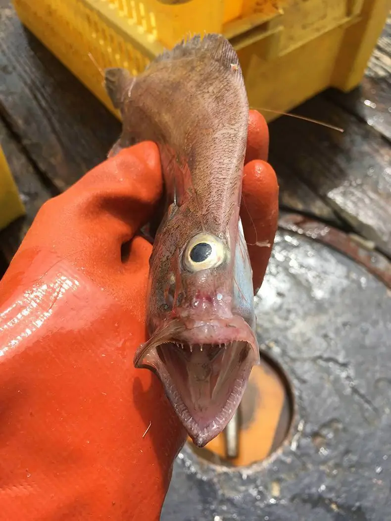 reloco
