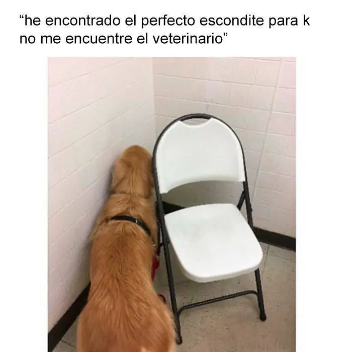 memes