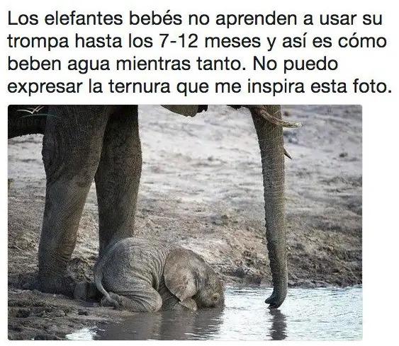 el dia