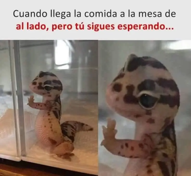 fotos