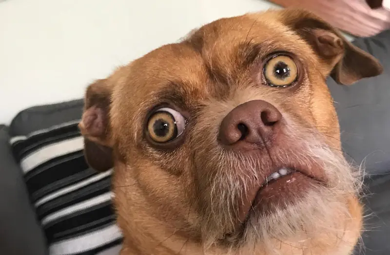 Bacon, el perro extremadamente preocupado es el meme viral